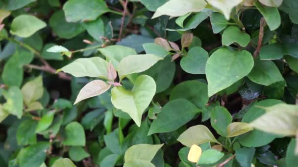 Egzotikus Bougainvillea Levelek Természetben — Stock videók