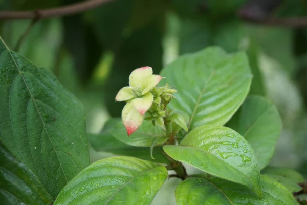 Mussaenda Pubescens Natural Background Also Called Nusa Indah Ashanti Blood — Stock Photo, Image