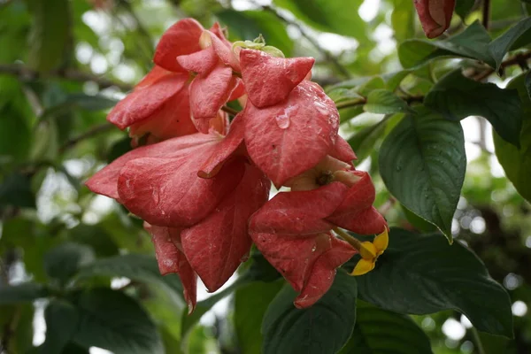 Mussaenda Pubescens Met Een Natuurlijke Achtergrond Ook Wel Nusa Indah — Stockfoto