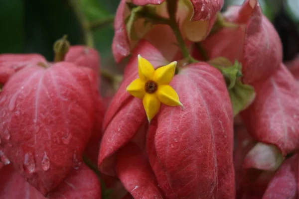 Mussaenda Pubescens Con Fondo Natural También Llama Nusa Indah Ashanti — Foto de Stock