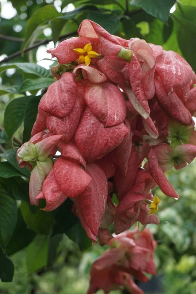 본래의 배경을 가지고 Nusa Indah Ashanti Blood Tropical Dogwood — 스톡 사진