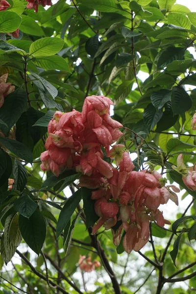 Mussaenda Pubescens Com Fundo Natural Também Chamado Nusa Indah Sangue — Fotografia de Stock