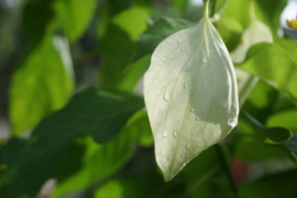 Mussaenda Pubescens Met Een Natuurlijke Achtergrond Ook Wel Nusa Indah — Stockfoto