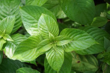 Doğal bir geçmişi olan Mussaenda ergenleri. Namı diğer Nusa Indah, Ashanti kanı, Tropikal Dogwood.