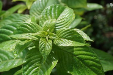 Doğal bir geçmişi olan Mussaenda ergenleri. Namı diğer Nusa Indah, Ashanti kanı, Tropikal Dogwood.