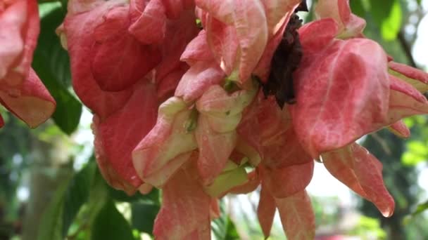 Mussaenda Pubescens Con Fondo Natural También Llama Nusa Indah Ashanti — Vídeo de stock