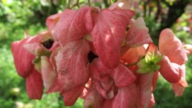 Doğal bir geçmişi olan Mussaenda ergenleri. Namı diğer Nusa Indah, Ashanti kanı, Tropikal Dogwood.