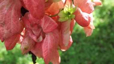 Doğal bir geçmişi olan Mussaenda ergenleri. Namı diğer Nusa Indah, Ashanti kanı, Tropikal Dogwood.