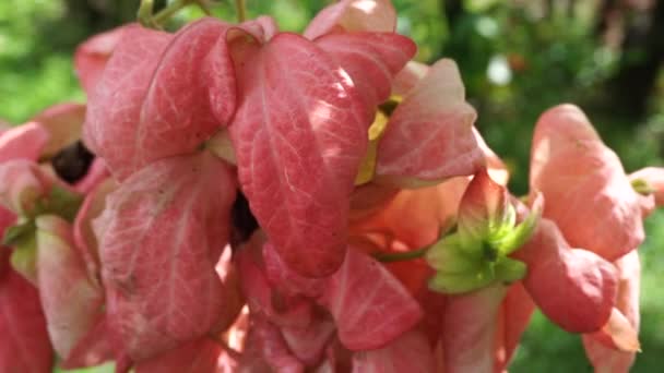 Mussaenda Pubescens Con Uno Sfondo Naturale Chiamato Anche Nusa Indah — Video Stock