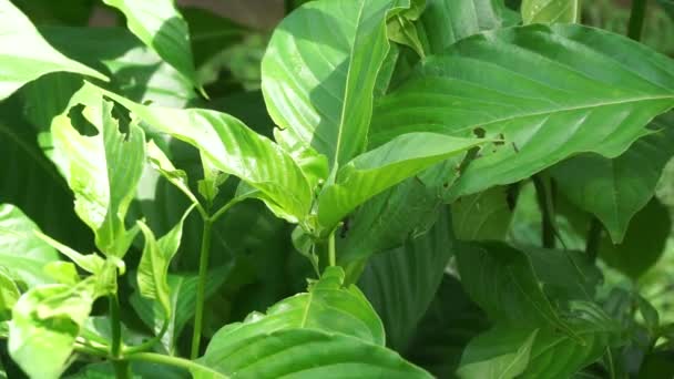 Mussaenda Pubescens Con Uno Sfondo Naturale Chiamato Anche Nusa Indah — Video Stock