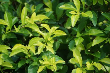 Altın tepeciği yaprakları. Ayrıca Sinyo nakal, Duranta erecta, teh-tehan, alba, aurea, geyşa kız, safir duşlar ve varyete