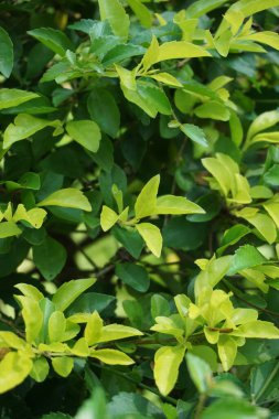 Altın tepeciği yaprakları. Ayrıca Sinyo nakal, Duranta erecta, teh-tehan, alba, aurea, geyşa kız, safir duşlar ve varyete