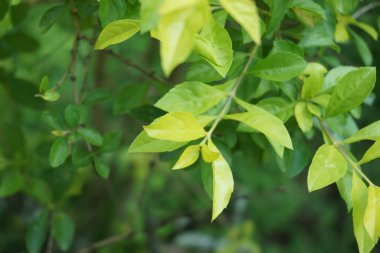 Altın tepeciği yaprakları. Ayrıca Sinyo nakal, Duranta erecta, teh-tehan, alba, aurea, geyşa kız, safir duşlar ve varyete