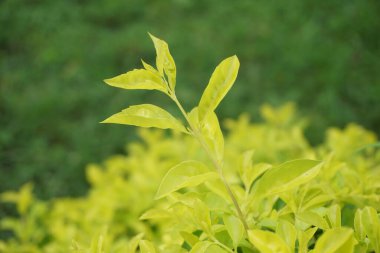 Altın tepeciği yaprakları. Ayrıca Sinyo nakal, Duranta erecta, teh-tehan, alba, aurea, geyşa kız, safir duşlar ve varyete