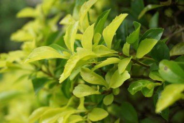 Altın tepeciği yaprakları. Ayrıca Sinyo nakal, Duranta erecta, teh-tehan, alba, aurea, geyşa kız, safir duşlar ve varyete