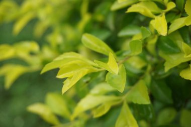Altın tepeciği yaprakları. Ayrıca Sinyo nakal, Duranta erecta, teh-tehan, alba, aurea, geyşa kız, safir duşlar ve varyete