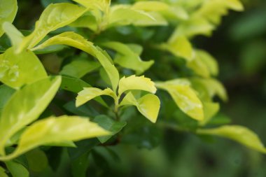 Altın tepeciği yaprakları. Ayrıca Sinyo nakal, Duranta erecta, teh-tehan, alba, aurea, geyşa kız, safir duşlar ve varyete