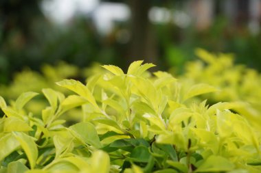 Altın tepeciği yaprakları. Ayrıca Sinyo nakal, Duranta erecta, teh-tehan, alba, aurea, geyşa kız, safir duşlar ve varyete