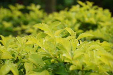 Altın tepeciği yaprakları. Ayrıca Sinyo nakal, Duranta erecta, teh-tehan, alba, aurea, geyşa kız, safir duşlar ve varyete