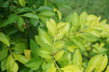 Altın tepeciği yaprakları. Ayrıca Sinyo nakal, Duranta erecta, teh-tehan, alba, aurea, geyşa kız, safir duşlar ve varyete