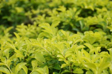 Altın tepeciği yaprakları. Ayrıca Sinyo nakal, Duranta erecta, teh-tehan, alba, aurea, geyşa kız, safir duşlar ve varyete