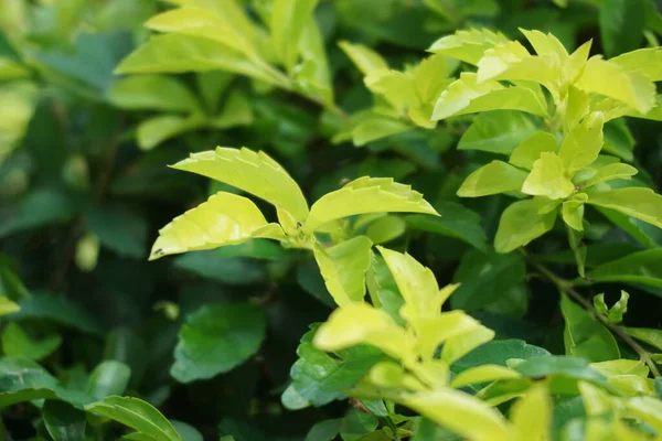Altın tepeciği yaprakları. Ayrıca Sinyo nakal, Duranta erecta, teh-tehan, alba, aurea, geyşa kız, safir duşlar ve varyete