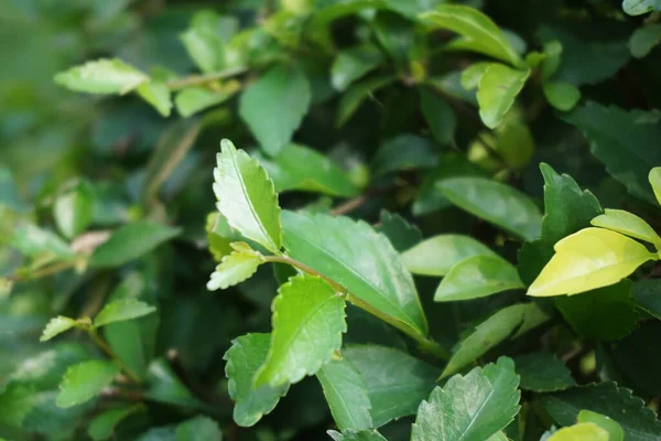 Altın tepeciği yaprakları. Ayrıca Sinyo nakal, Duranta erecta, teh-tehan, alba, aurea, geyşa kız, safir duşlar ve varyete