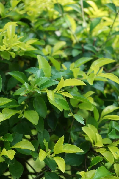 Altın tepeciği yaprakları. Ayrıca Sinyo nakal, Duranta erecta, teh-tehan, alba, aurea, geyşa kız, safir duşlar ve varyete