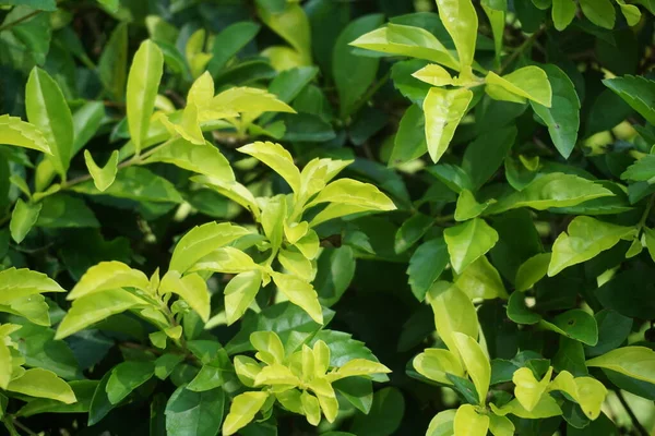 Altın tepeciği yaprakları. Ayrıca Sinyo nakal, Duranta erecta, teh-tehan, alba, aurea, geyşa kız, safir duşlar ve varyete