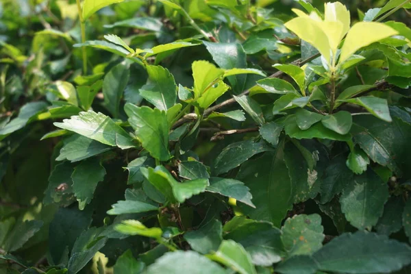 Hojas Oro También Llama Sinyo Nakal Duranta Erecta Teh Tehan —  Fotos de Stock