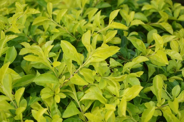 Altın tepeciği yaprakları. Ayrıca Sinyo nakal, Duranta erecta, teh-tehan, alba, aurea, geyşa kız, safir duşlar ve varyete