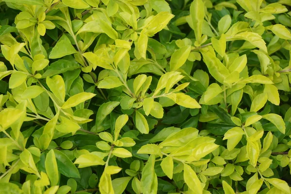 Altın tepeciği yaprakları. Ayrıca Sinyo nakal, Duranta erecta, teh-tehan, alba, aurea, geyşa kız, safir duşlar ve varyete