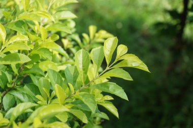 Altın tepeciği yaprakları. Ayrıca Sinyo nakal, Duranta erecta, teh-tehan, alba, aurea, geyşa kız, safir duşlar ve varyete