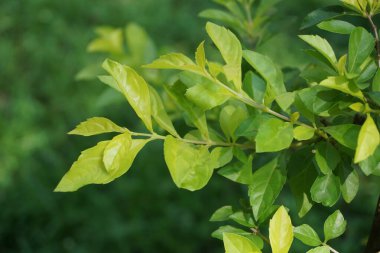 Altın tepeciği yaprakları. Ayrıca Sinyo nakal, Duranta erecta, teh-tehan, alba, aurea, geyşa kız, safir duşlar ve varyete