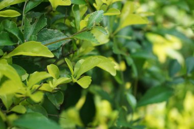 Altın tepeciği yaprakları. Ayrıca Sinyo nakal, Duranta erecta, teh-tehan, alba, aurea, geyşa kız, safir duşlar ve varyete