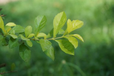 Altın tepeciği yaprakları. Ayrıca Sinyo nakal, Duranta erecta, teh-tehan, alba, aurea, geyşa kız, safir duşlar ve varyete