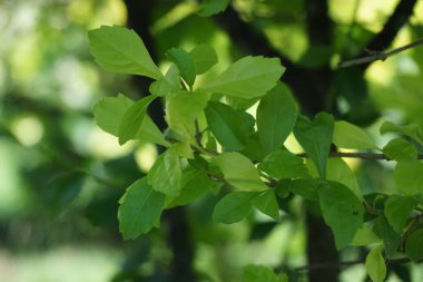 Altın tepeciği yaprakları. Ayrıca Sinyo nakal, Duranta erecta, teh-tehan, alba, aurea, geyşa kız, safir duşlar ve varyete