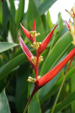 Heliconia 'yı kapatın (Heliconiaceae, ıstakoz pençesi, tukan gagası, vahşi plantains, sahte cennet kuşu)