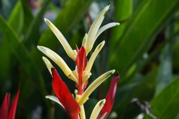 Gros Plan Heliconia Heliconiaceae Griffes Homard Bec Toucan Plantains Sauvages — Photo