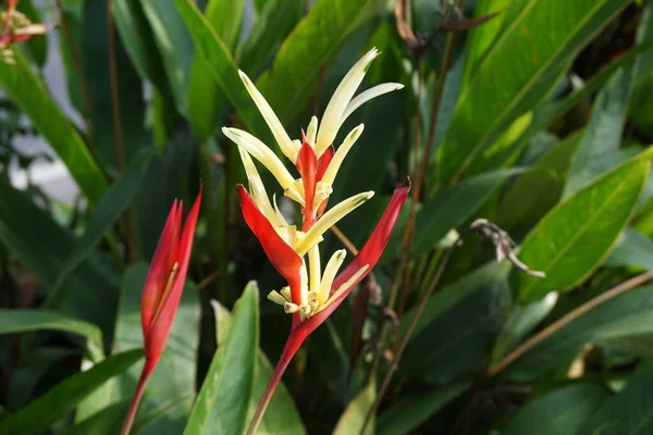 Detail Heliconia Heliconiaceae Humří Drápy Toucan Zobák Plantejny Falešný Pták — Stock fotografie