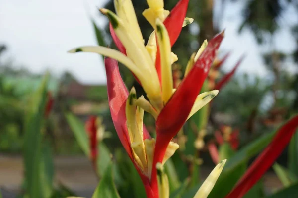 Close Heliconia Heliconiaceae Lagosta Garras Bico Tucano Bananeiras Selvagens Falso — Fotografia de Stock