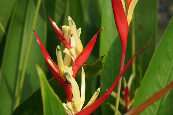 Close Heliconia Heliconiaceae Lobster Claws Toucan Beak Wild Plantains False — Stock Photo, Image