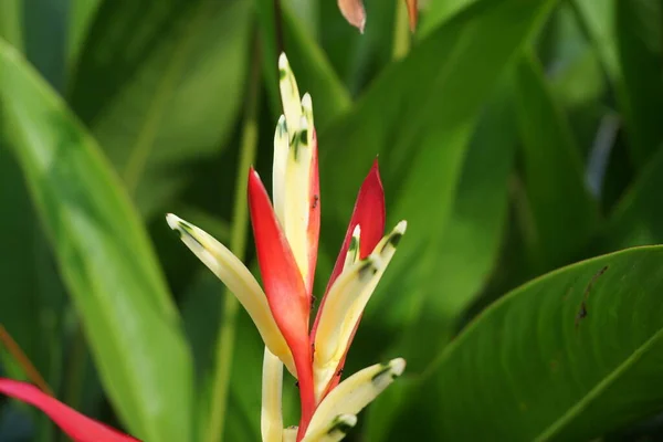 Close Heliconia Heliconiaceae Kreeftenklauwen Toekan Snavel Wilde Weegbree Valse Paradijsvogel — Stockfoto