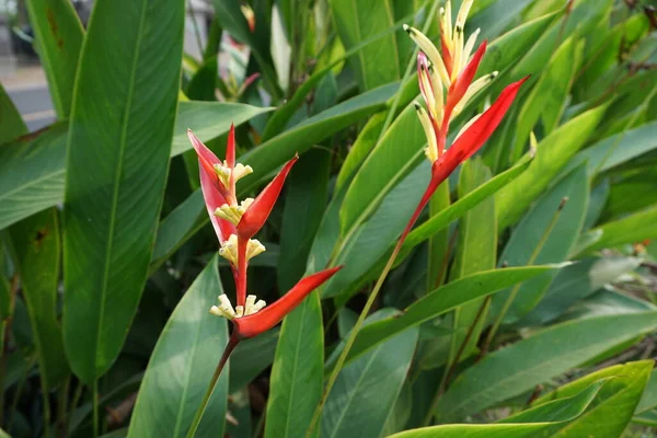 Detail Heliconia Heliconiaceae Humří Drápy Toucan Zobák Plantejny Falešný Pták — Stock fotografie