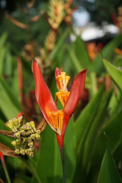 Close Heliconia Heliconiaceae Kreeftenklauwen Toekan Snavel Wilde Weegbree Valse Paradijsvogel — Stockfoto