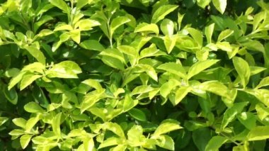 Altın tepeciği yaprakları. Ayrıca Sinyo nakal, Duranta erecta, teh-tehan, alba, aurea, geyşa kız, safir duşlar ve varyete