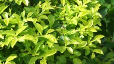 Altın tepeciği yaprakları. Ayrıca Sinyo nakal, Duranta erecta, teh-tehan, alba, aurea, geyşa kız, safir duşlar ve varyete