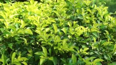 Altın tepeciği yaprakları. Ayrıca Sinyo nakal, Duranta erecta, teh-tehan, alba, aurea, geyşa kız, safir duşlar ve varyete
