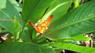 Heliconia 'yı kapatın (Heliconiaceae, ıstakoz pençesi, tukan gagası, vahşi plantains, sahte cennet kuşu)