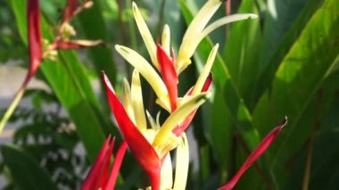 Heliconia 'yı kapatın (Heliconiaceae, ıstakoz pençesi, tukan gagası, vahşi plantains, sahte cennet kuşu)